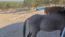 ACING emote for Discord