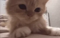 alexseytyryty emote for Discord