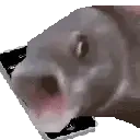 ALOOOO emote for Discord