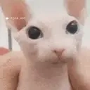 alonsoExplotando emote for Discord