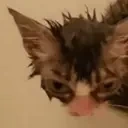 alrightCreature emote for Discord