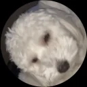 alvin emote for Discord