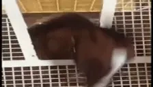 AllKnowingHorse emote for Discord