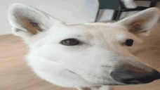 AlbaNet emote for Discord