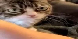 AlrightAskW emote for Discord