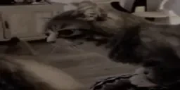 alrightMadW emote for Discord