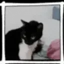 alaide1BigodesEncara emote for Discord