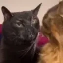 AlienZoning emote for Discord