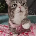 AlrSpin emote for Discord