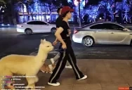 ALPACA emote for Discord