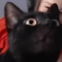 alesufit emote for Discord