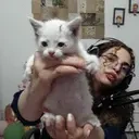 AlbaGorbe emote for Discord