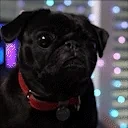 alexisAlani emote for Discord