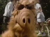 alfcamara emote for Discord