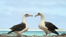 AlbaNOPE emote for Discord