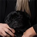 alexisFeini animated emote for Discord, Twitch and Slack