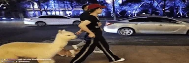 ALPACAWIDE emote for Discord