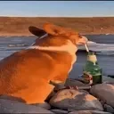 alfalife emote for Discord