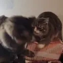 AlrightSubmit emote for Discord