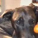 aloo emote for Discord