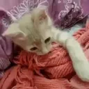 amimir emote for Discord