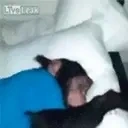 aMimir emote for Discord