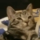 amassa emote for Discord