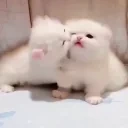 ammm emote for Discord