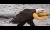 americafkyea emote for Discord