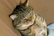 amimir emote for Discord