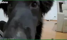 amoraSniff emote for Discord