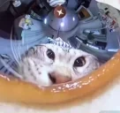 amnam emote for Discord