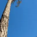 amanduhPeek emote for Discord