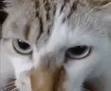 ahri emote for Discord