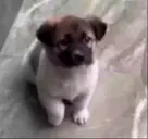 AHAPPYDOGFRFRFR emote for Discord