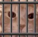 aimi emote for Discord