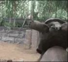 AINTNOWAY emote for Discord