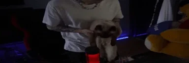 airMEOW emote for Discord