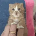 AINTNOWAY emote for Discord