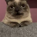 aight emote for Discord