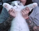 AikoClap emote for Discord