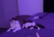 aileenRoll emote for Discord