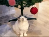 AikoFight emote for Discord