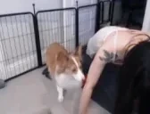 aiflop emote for Discord