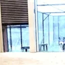 akelaArrive emote for Discord