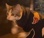 Akatsukitty emote for Discord