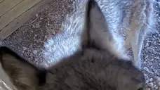 akelaStinky emote for Discord