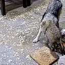 akelaYoink emote for Discord