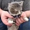 AlrightForcedToDance emote for Discord