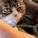 AlrightAsk emote for Discord